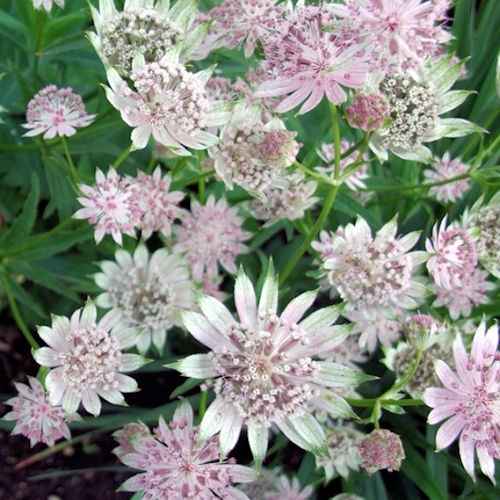 ASTRANTIA major 'Berandien Stam'