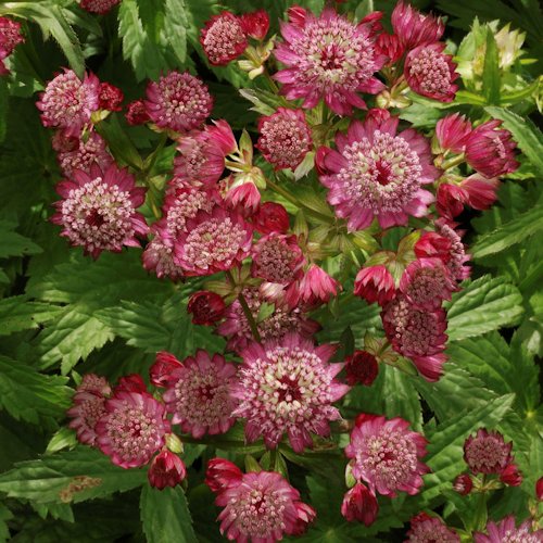 ASTRANTIA major 'Lars'
