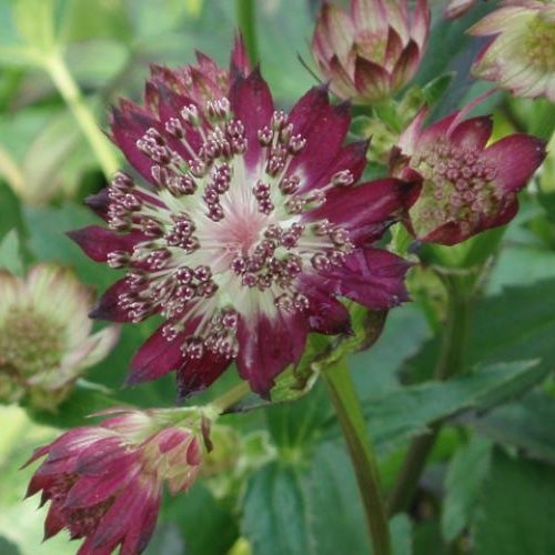ASTRANTIA major 'Moulin Rouge'