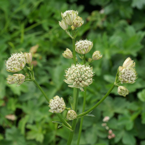 ASTRANTIA major 'Alba'