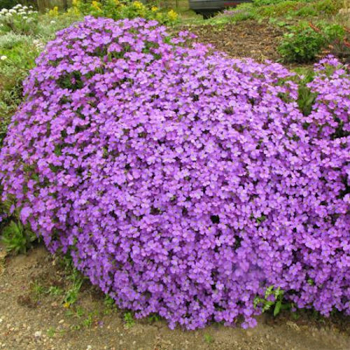 AUBRIETA 'variés'