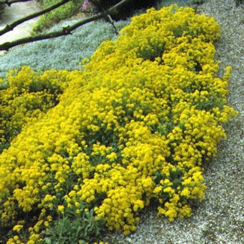 AURINIA saxatilis (Alyssum saxatile)