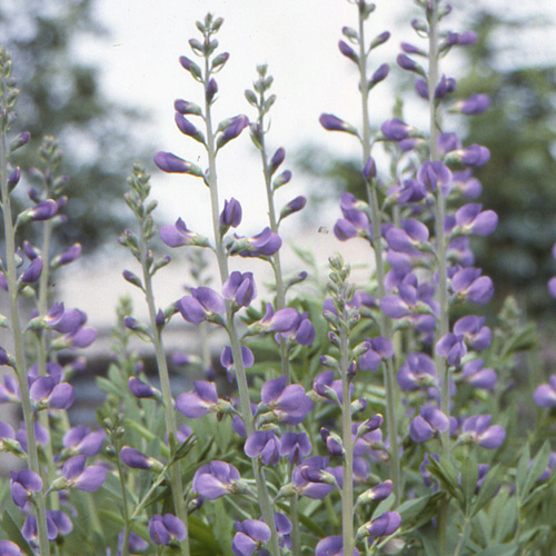 BAPTISIA australis