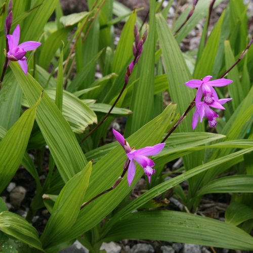 BLETILLA striata