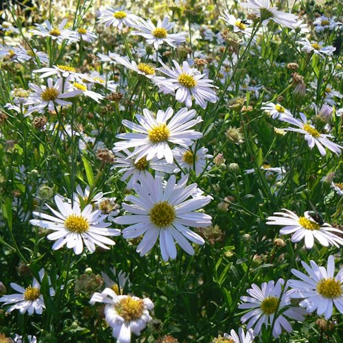 BOLTONIA asteroides var. latisquama 'Nana'