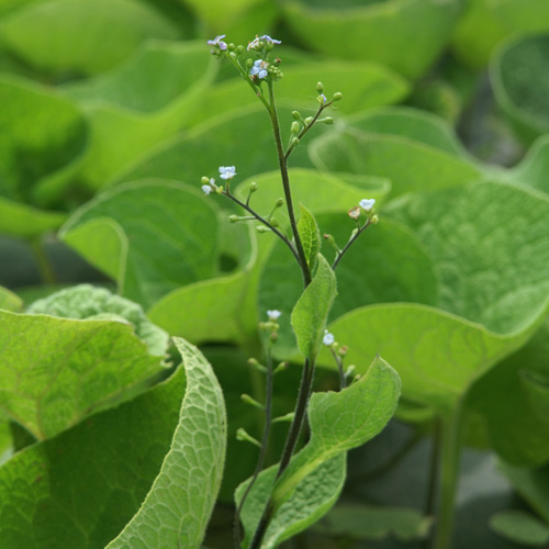 BRUNNERA macrophylla
