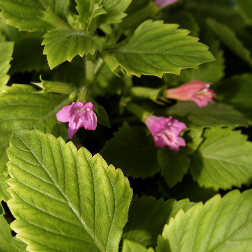 CALAMINTHA grandiflora