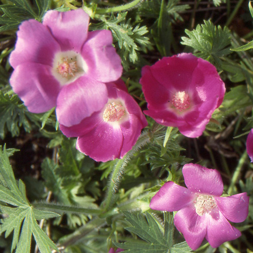 CALLIRHOE involucrata