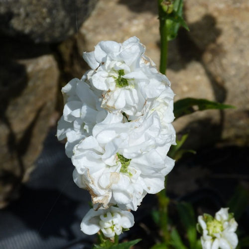 CAMPANULA persicifolia ''Powder Puff''