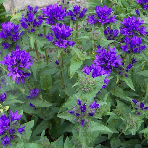 CAMPANULA glomerata