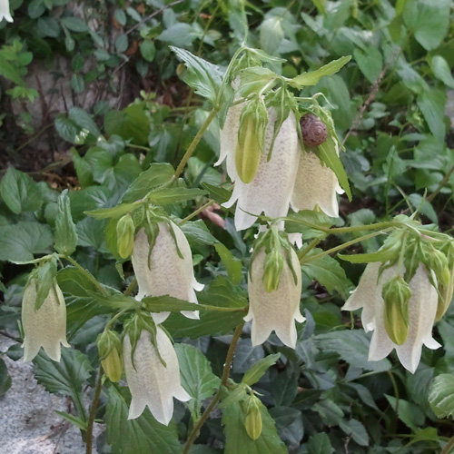 CAMPANULA takesimana