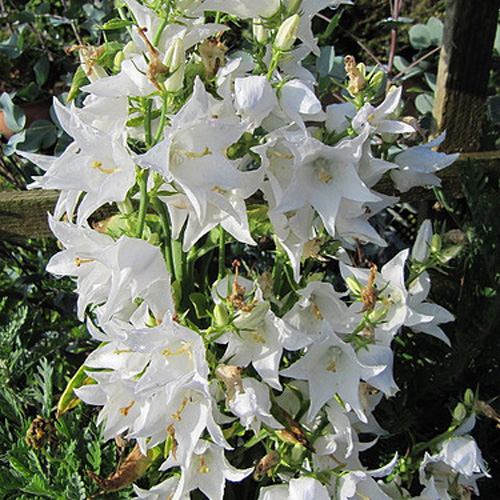 CAMPANULA pyramidalis 'Alba'
