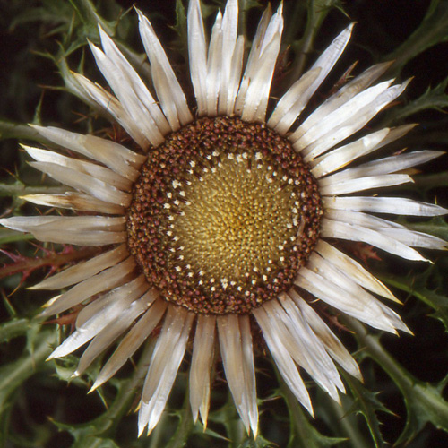 CARLINA acaulis ssp. simplex