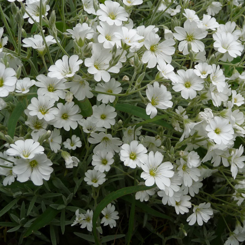 CERASTIUM biebersteinii
