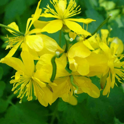 CHELIDONIUM majus 'Flore Pleno'