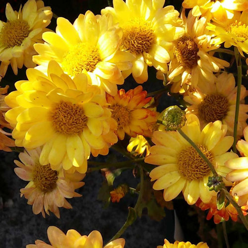 CHRYSANTHEMUM rubellum 'Dernier Soleil'
