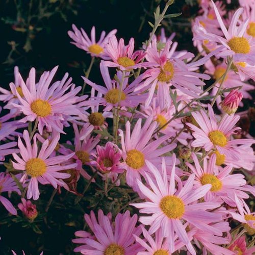 CHRYSANTHEMUM rubellum 'Clara Curtis'