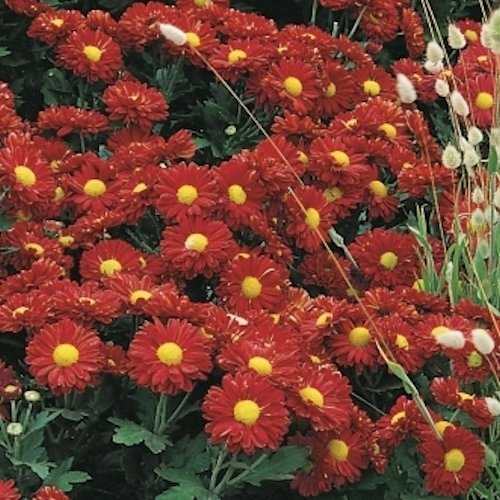 CHRYSANTHEMUM x 'Feu de l’Automne'