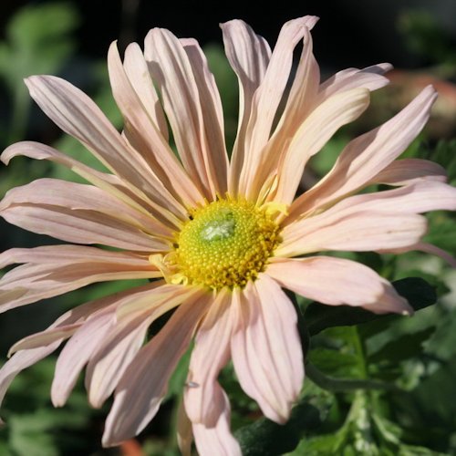 CHRYSANTHEMUM x 'Ann Lady Brockett'