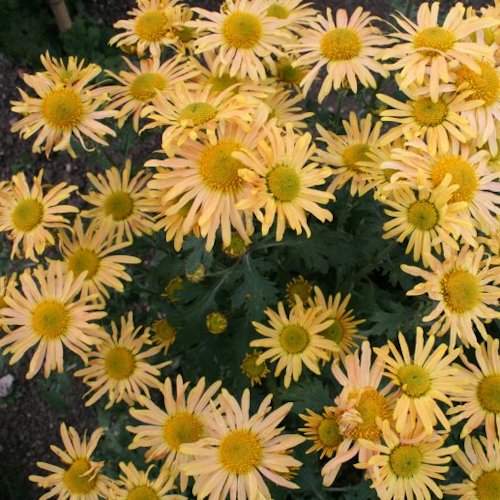 CHRYSANTHEMUM rubellum 'Mary Stocker'