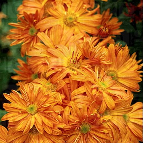 CHRYSANTHEMUM x 'Orange Wonder'