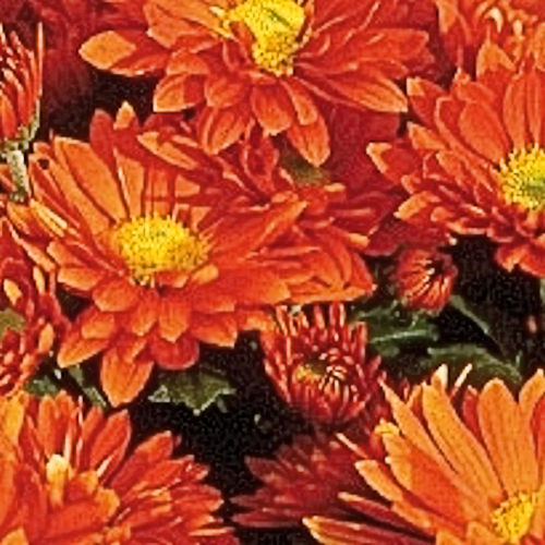 CHRYSANTHEMUM x 'Scarlet'