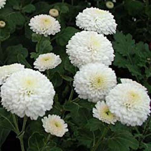 CHRYSANTHEMUM x 'White Bouquet'