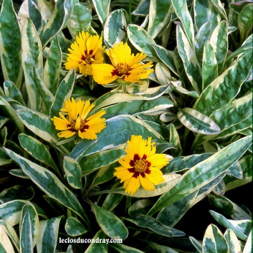 COREOPSIS grandiflora 'Bernwode'