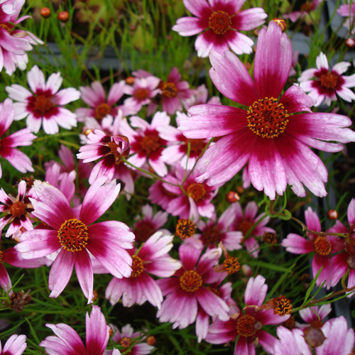 COREOPSIS rosea 'Heaven's Gate' ®