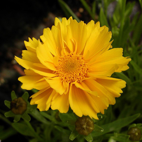 COREOPSIS grandiflora 'Sunray'