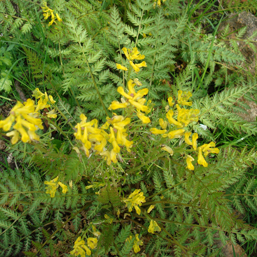 CORYDALIS cheilanthifolia