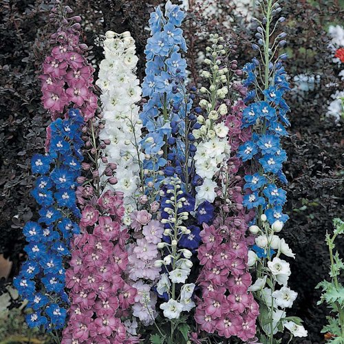 DELPHINIUM variés