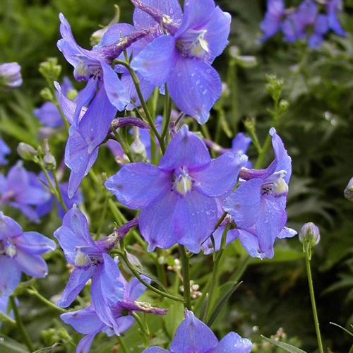 DELPHINIUM 'Piccolo' (Belladonna Group)