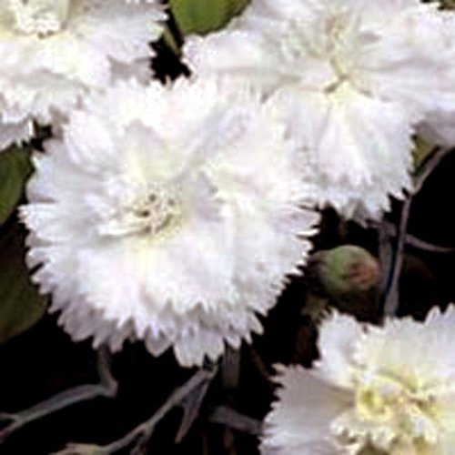 DIANTHUS 'Devon Dove' (Plumarius Group)