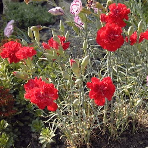 DIANTHUS 'Feu d'Anjou' (Plumarius Group)