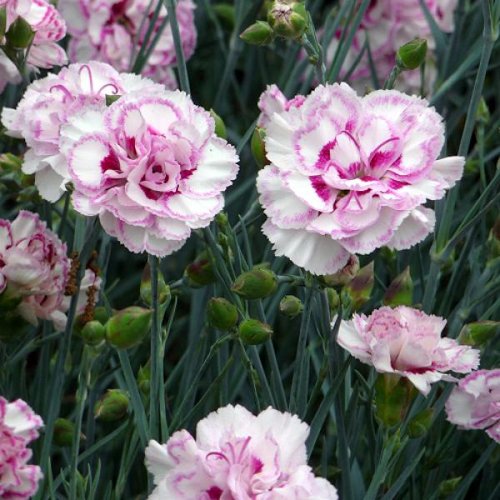 DIANTHUS 'Gran's Favourite' (Plumarius Group)