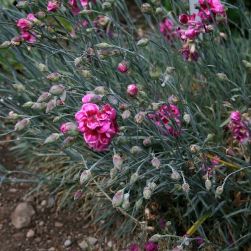 DIANTHUS 'Laced Monarch' (Plumarius Group)