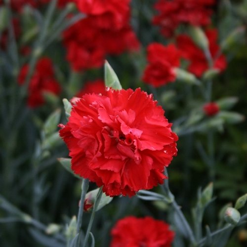 DIANTHUS 'Lady in Red' (Plumarius Group)