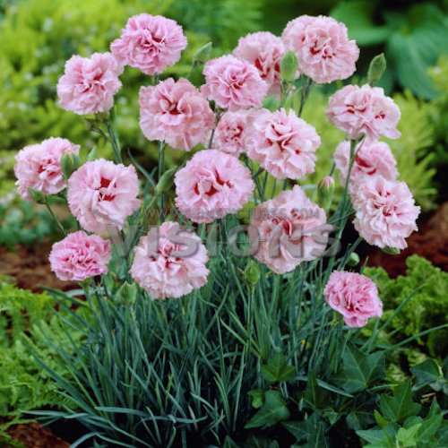 DIANTHUS 'Monica Wyatt' (Plumarius Group)