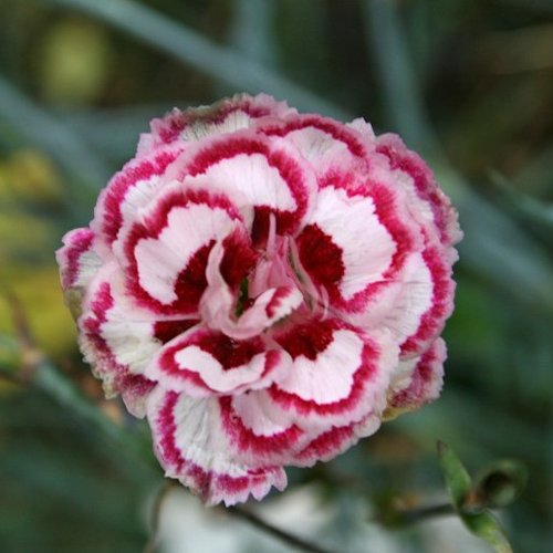 DIANTHUS 'Moulin Rouge' (Plumarius Group)