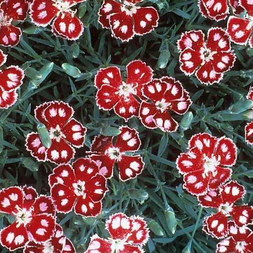 DIANTHUS 'Spangled Star'