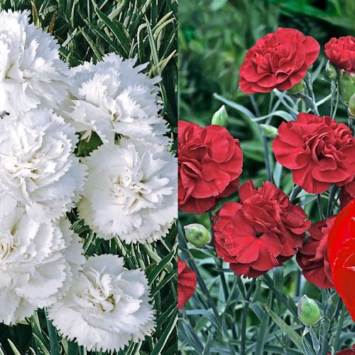 DIANTHUS variés (Plumarius Group)