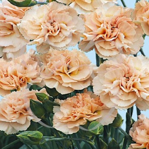 DIANTHUS 'Widecombe Fair' (Plumarius Group)