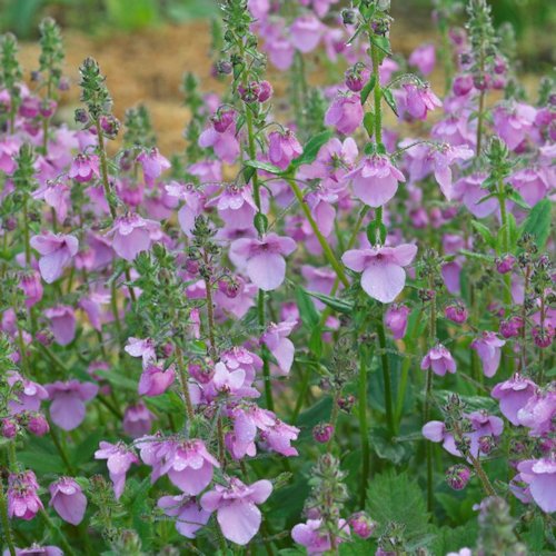 DIASCIA 'Lilac Belle'