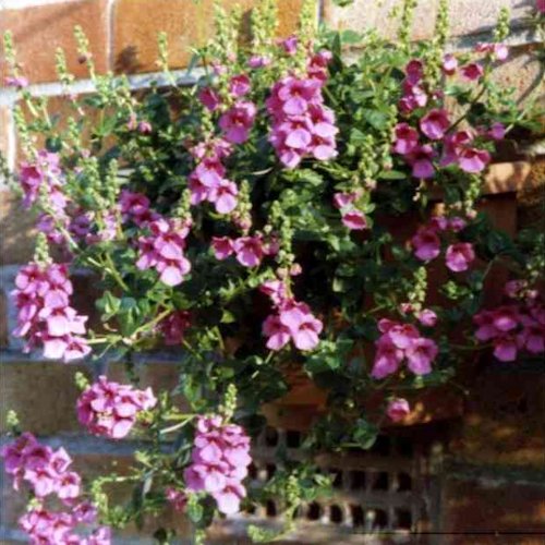 DIASCIA  'Twinkle'