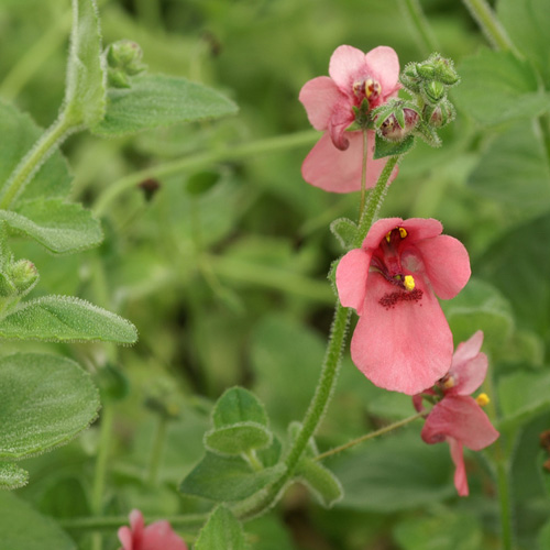 DIASCIA fetcaniensis