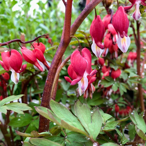 DICENTRA spectabilis 'Valentine'