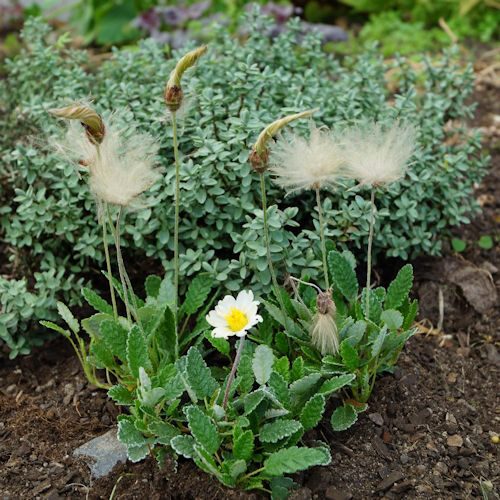 DRYAS suendermannii