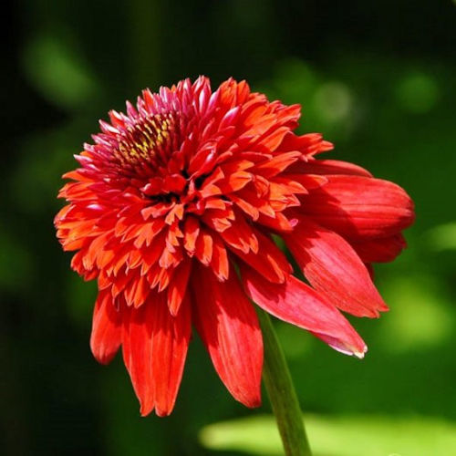 ECHINACEA purpurea 'Eccentric'