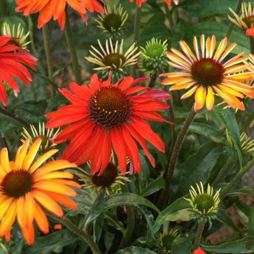 ECHINACEA 'Hot Summer' ®